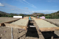 ニカラグア・アパナス　200g入